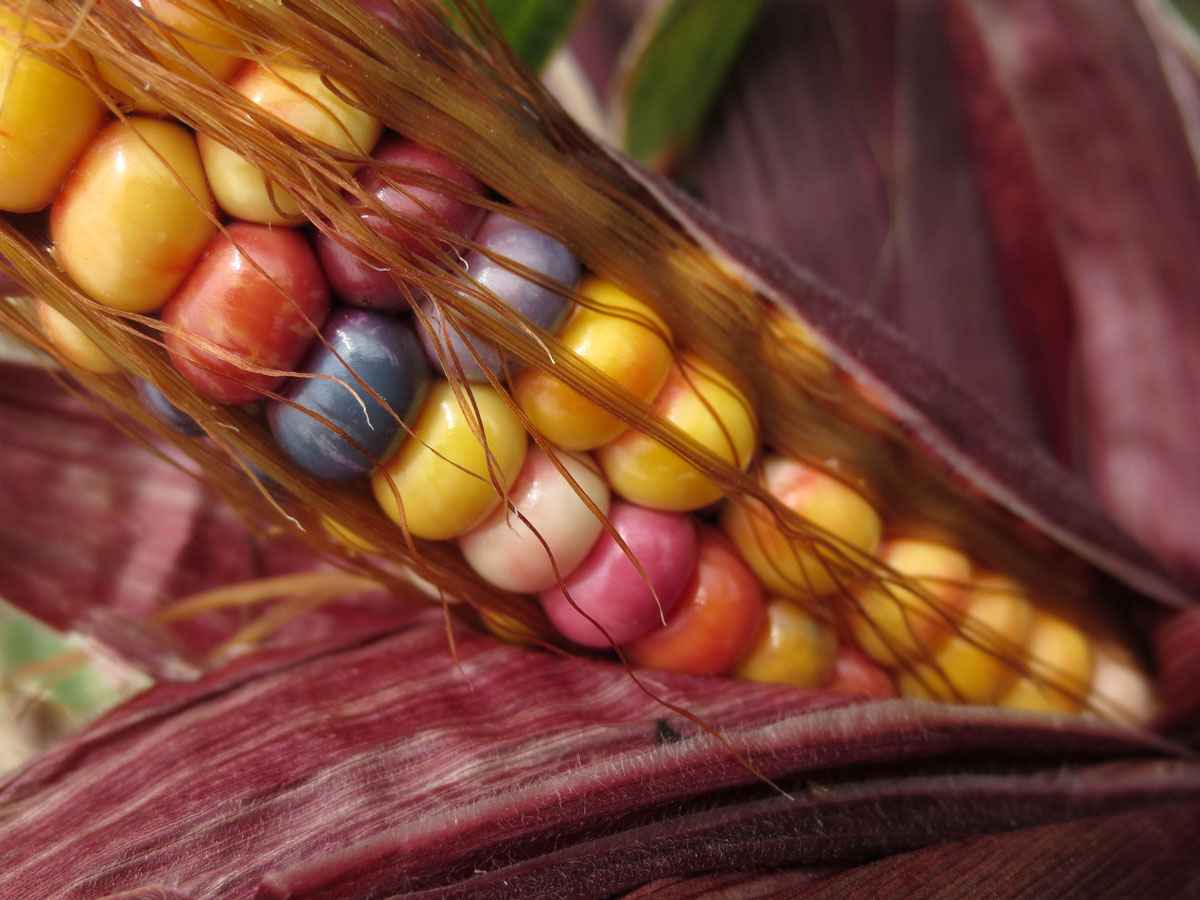 corn by Susan Fluegel